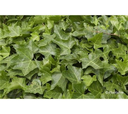 Hedera helix Hedera helix