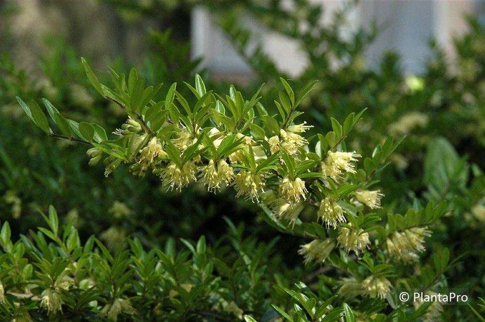 Lonicera pileata