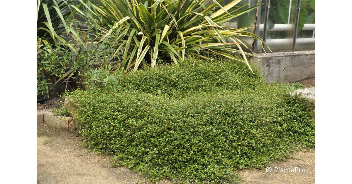 homalomena variegata Homalomena Rubescens Variegated – TerraFlora Global main image 0