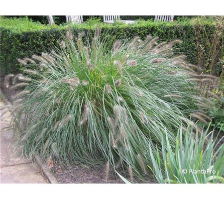 Pennisetum alopecuroides 'Hameln' Pennisetum alopecuroides 'Hameln'