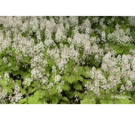 Tiarella cordifolia Tiarella cordifolia