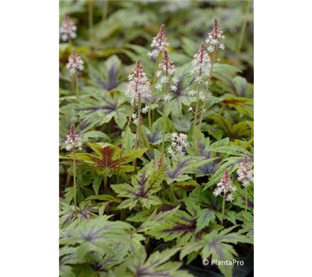 Tiarella cordifolia 'Sugar and Spice' Tiarella cordifolia 'Sugar and Spice'