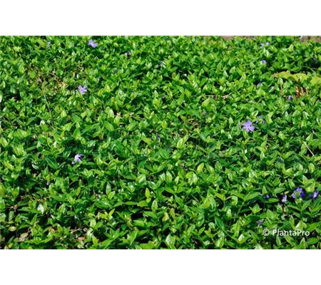 Vinca minor 'Marie' Vinca minor 'Marie'