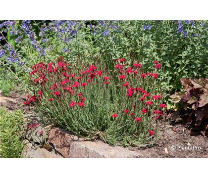 Dianthus deltoides 'Leuchtfunk' Dianthus deltoides 'Leuchtfunk'