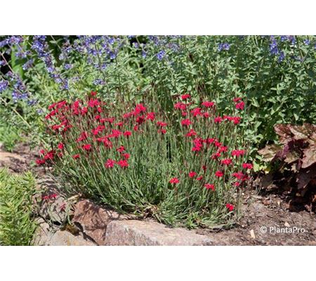 Dianthus deltoides 'Leuchtfunk'