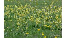 Echte Wiesenschlüssleblume