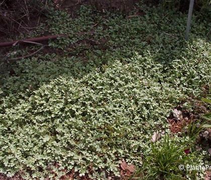 Acaena caesiiglauca 'Frikart'