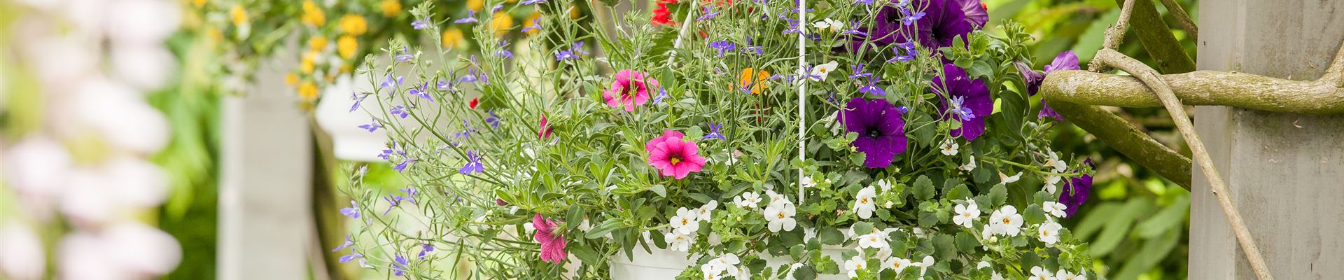 GS529474.jpg GS529474.jpg