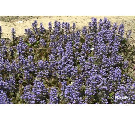 Ajuga reptans 'Atropurpurea' Ajuga reptans 'Atropurpurea'