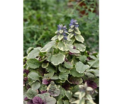 Ajuga reptans 'Burgundy Glow' Ajuga reptans 'Burgundy Glow'