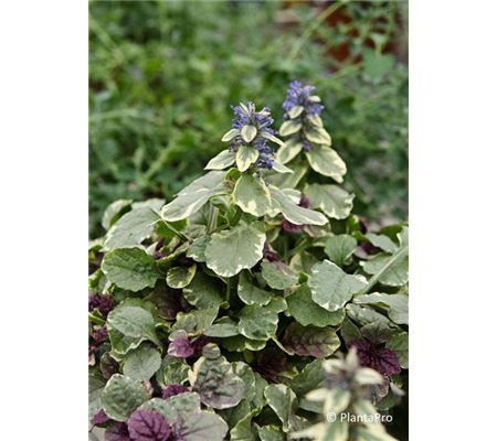 Ajuga reptans 'Burgundy Glow' Ajuga reptans 'Burgundy Glow'