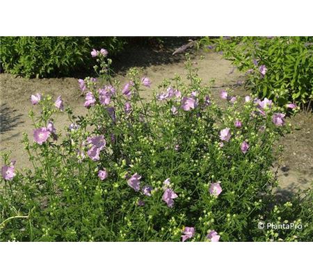 Malva alcea Malva alcea