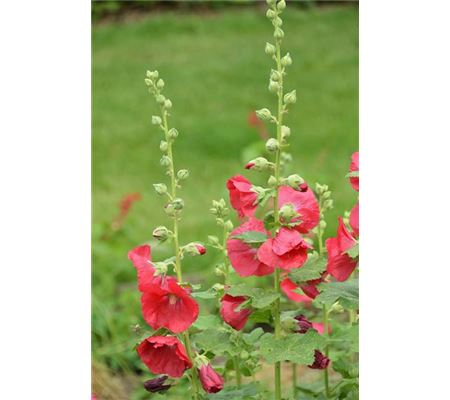 Alcea rosea 'Mars Magic'