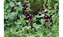 Stockrose, Stockmalve