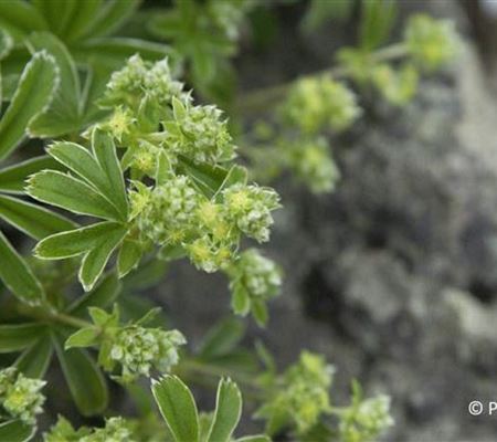 Alchemilla alpina