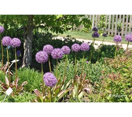 Allium macleanii 'Globemaster' Allium macleanii 'Globemaster'
