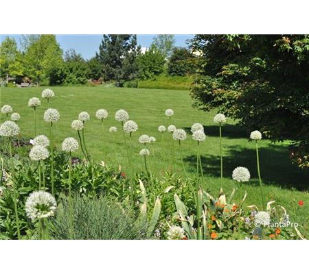 Allium stipitatum 'Mount Everest' Allium stipitatum 'Mount Everest'