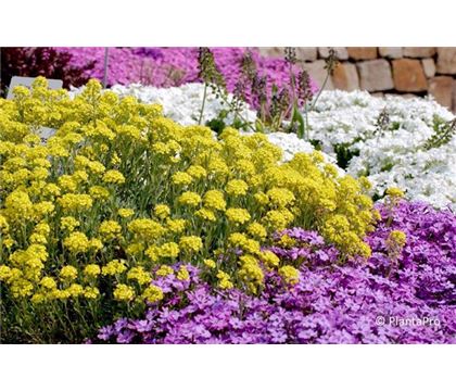 Alyssum saxatile 'Goldkugel'
