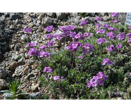 Androsace sarmentosa var. watkinsii