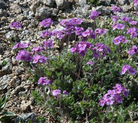 Androsace sarmentosa var. watkinsii