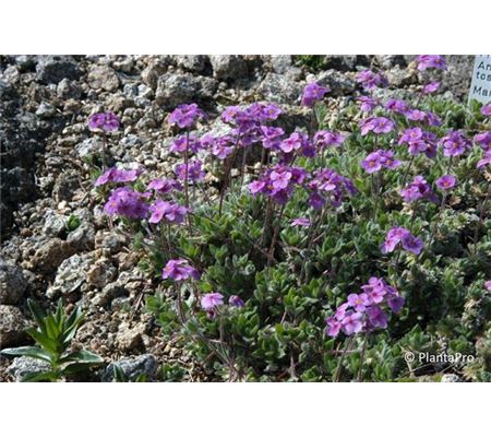 Androsace sarmentosa var. watkinsii