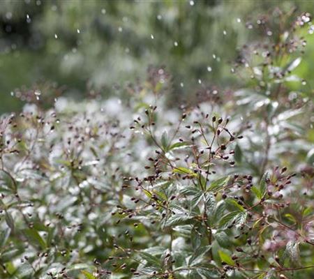 Wasser marsch – Regenwasser für durstige Pflanzen Wasser marsch – Regenwasser für durstige Pflanzen