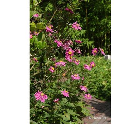 Anemone hupehensis 'Prinz Heinrich' Anemone hupehensis 'Prinz Heinrich'