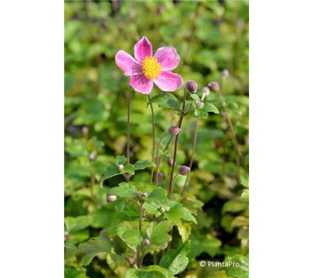 Anemone hupehensis 'Splendens' Anemone hupehensis 'Splendens'