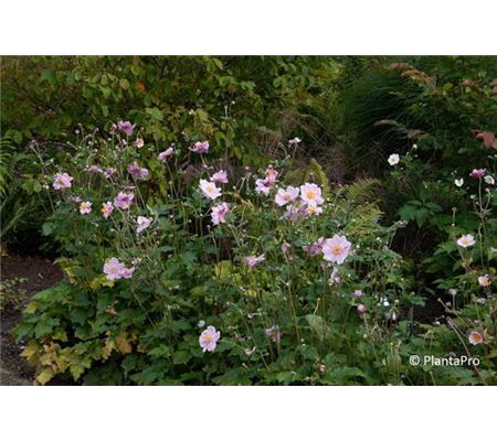 Anemone hybrida (x) 'Königin Charlotte' Anemone hybrida (x) 'Königin Charlotte'