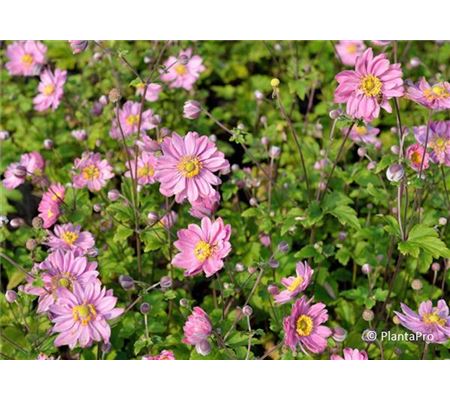 Anemone hybrida (x) 'Pamina' Anemone hybrida (x) 'Pamina'