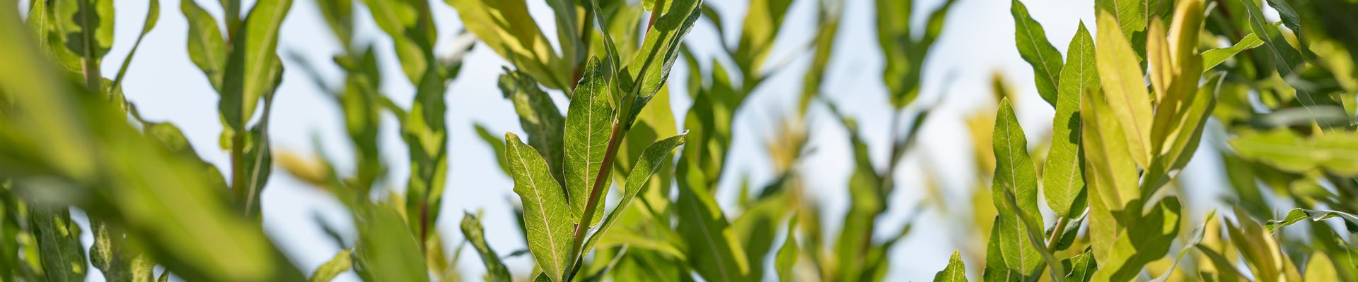 GS649226.jpg GS649226.jpg