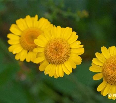 Anthemis tinctoria