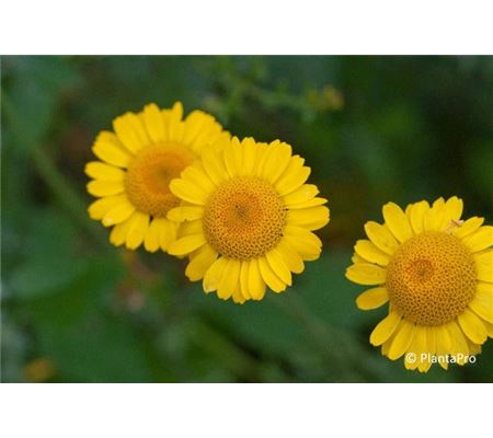 Anthemis tinctoria Anthemis tinctoria