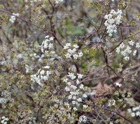 Anthriscus sylvestris 'Ravenswing'
