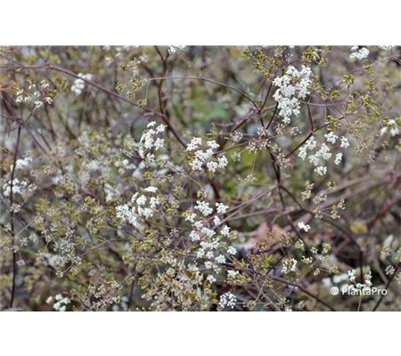 Anthriscus sylvestris 'Ravenswing' Anthriscus sylvestris 'Ravenswing'