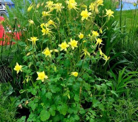Aquilegia chrysantha 'Yellow Queen'