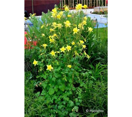 Aquilegia chrysantha 'Yellow Queen' Aquilegia chrysantha 'Yellow Queen'
