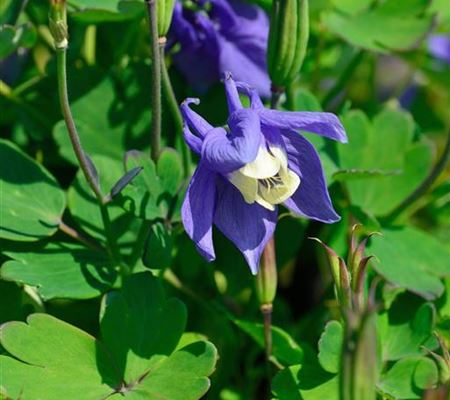Aquilegia flabellata 'Ministar'