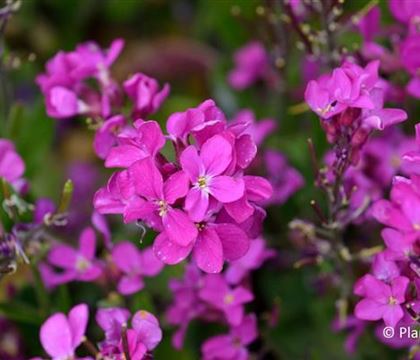 Arabis blepharophylla 'Frühlingszauber'