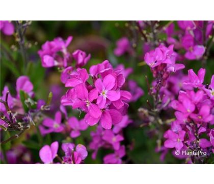 Arabis blepharophylla 'Frühlingszauber'