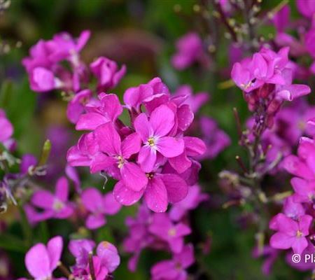 Arabis blepharophylla 'Frühlingszauber'