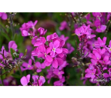 Arabis blepharophylla 'Frühlingszauber' Arabis blepharophylla 'Frühlingszauber'