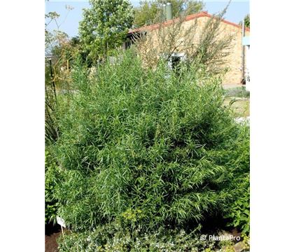 Artemisia dracunculus var. sativus Artemisia dracunculus var. sativus