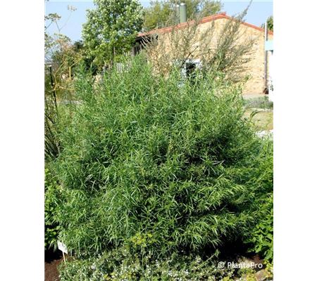 Artemisia dracunculus var. sativus