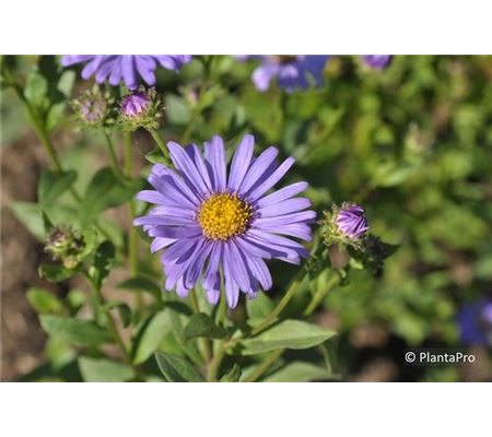 Aster frikartii (x) 'Jungfrau' Aster frikartii (x) 'Jungfrau'
