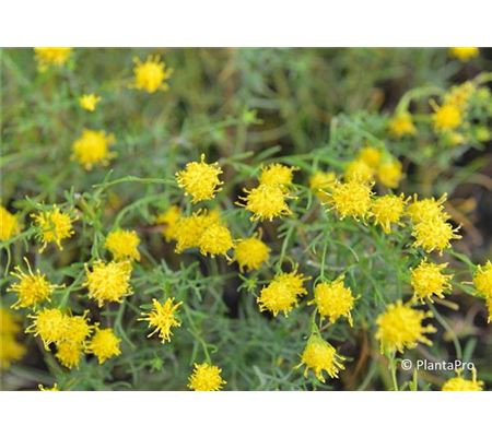 Aster linosyris Aster linosyris