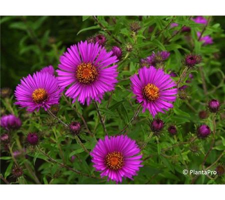 Aster novae-angliae 'Vibrant Dome'