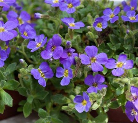 Aubrieta 'Blaumeise'