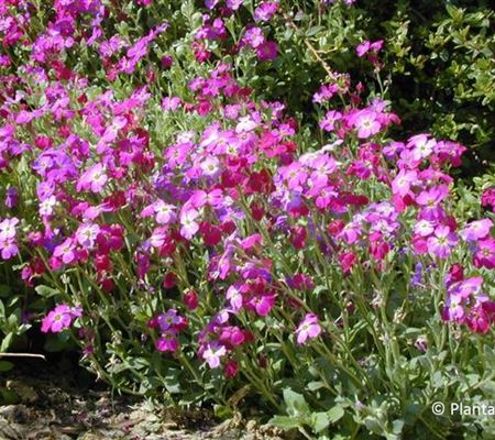 Aubrieta 'Red Carpet'