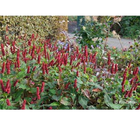 Bistorta amplexicaulis 'Blackfield' Bistorta amplexicaulis 'Blackfield'